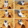 Anti-scratch Pet Toys Pad Felt Cloth Cat Scratching Pad Creative Cat Play Mat  Training Activit