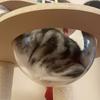 New Hemispheric Transparent Semicircle Cover Cat Nest Semicircle Cover Accessories Cat Climbing Frame Space Capsule