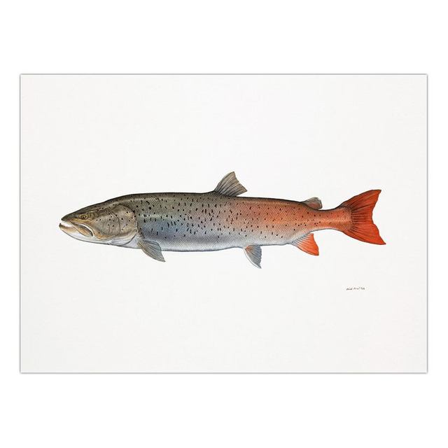 Decorative Painting Retro Fish Restaurant Hotel Paintings Animal Print Wall Pictures for Living Room Flatfish Wall Art Canvas