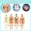 Modelo de Brinquedo Educativo Infantil Para Aprender Anatomia Humana