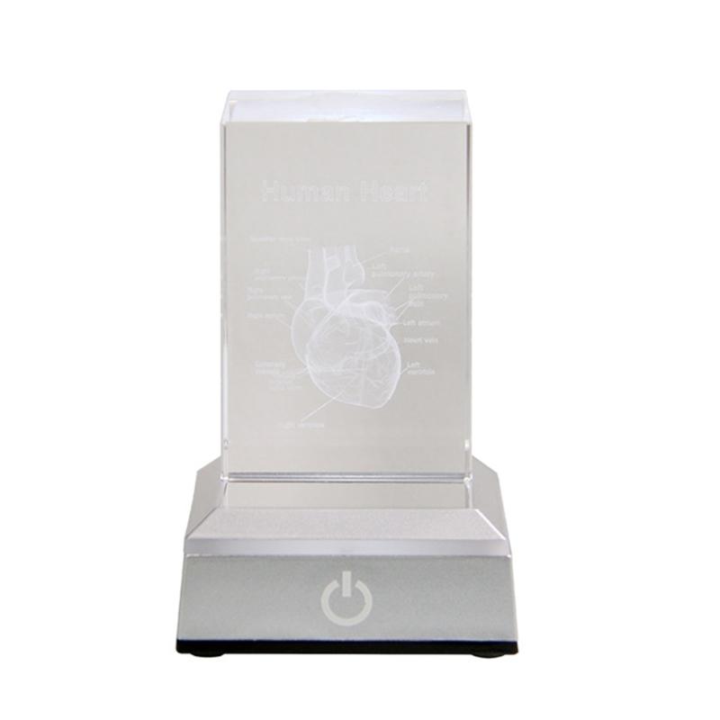3D Lasers Etched Crystal Human Organs Model Anatomical Heart/Teeth Figurines Glass Paperweight with LED Base Doctor