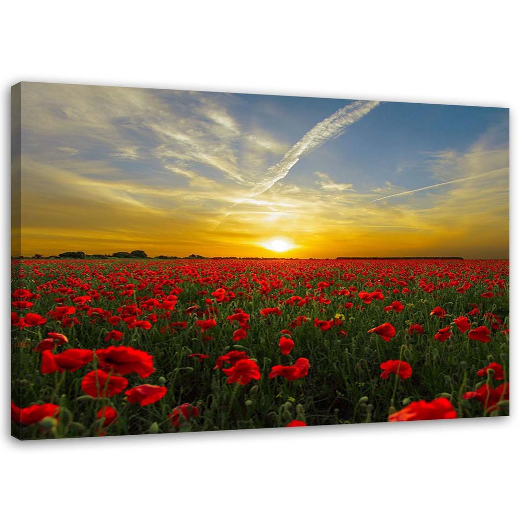 Canvas print, Meadow of red poppies in the sun