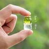 Simulation Cactus Car Rearview Mirror Ornament Transparent Resin Craft Tv Computer Decoration