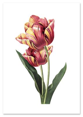 Tulip Flower Vintage Poster
