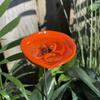 Bee Watering Cup Station Insect Butterfly Drinking Cup with Marbles Garden Decor