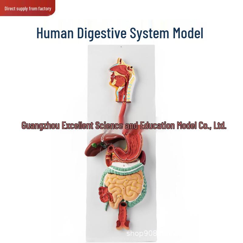 Human Digestive System Anatomy Model: Stomach, Intestines, Nasopharynx & Larynx Sections