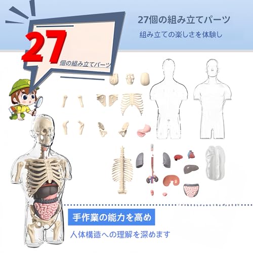 HYEANHLPYE Human Anatomy Model Toy, Human Model Toy, Mannequin, Transparent Half Body with Detachable Organs and Skeleton, Disassembly Puzzle Set, 3D