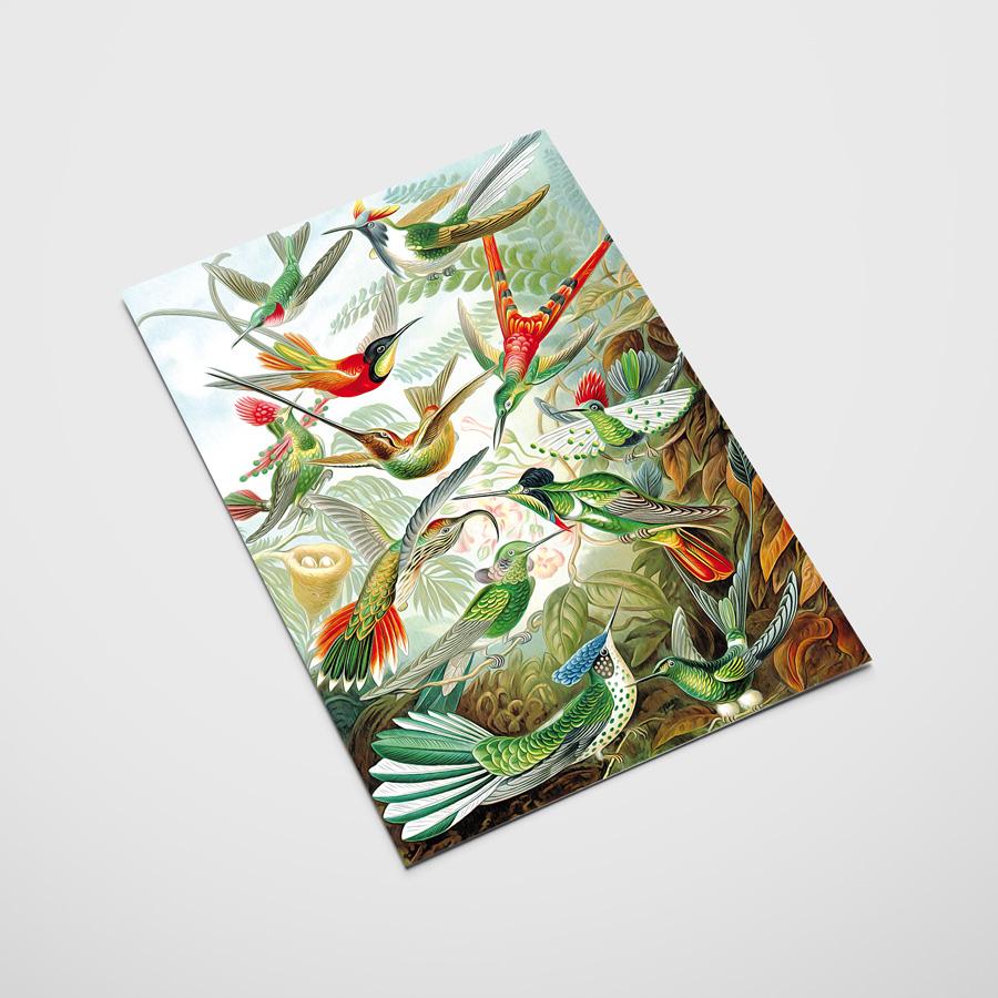 Birds of Paradise Poster Composition