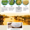 Jinyu Specially Selected Simao Rice
