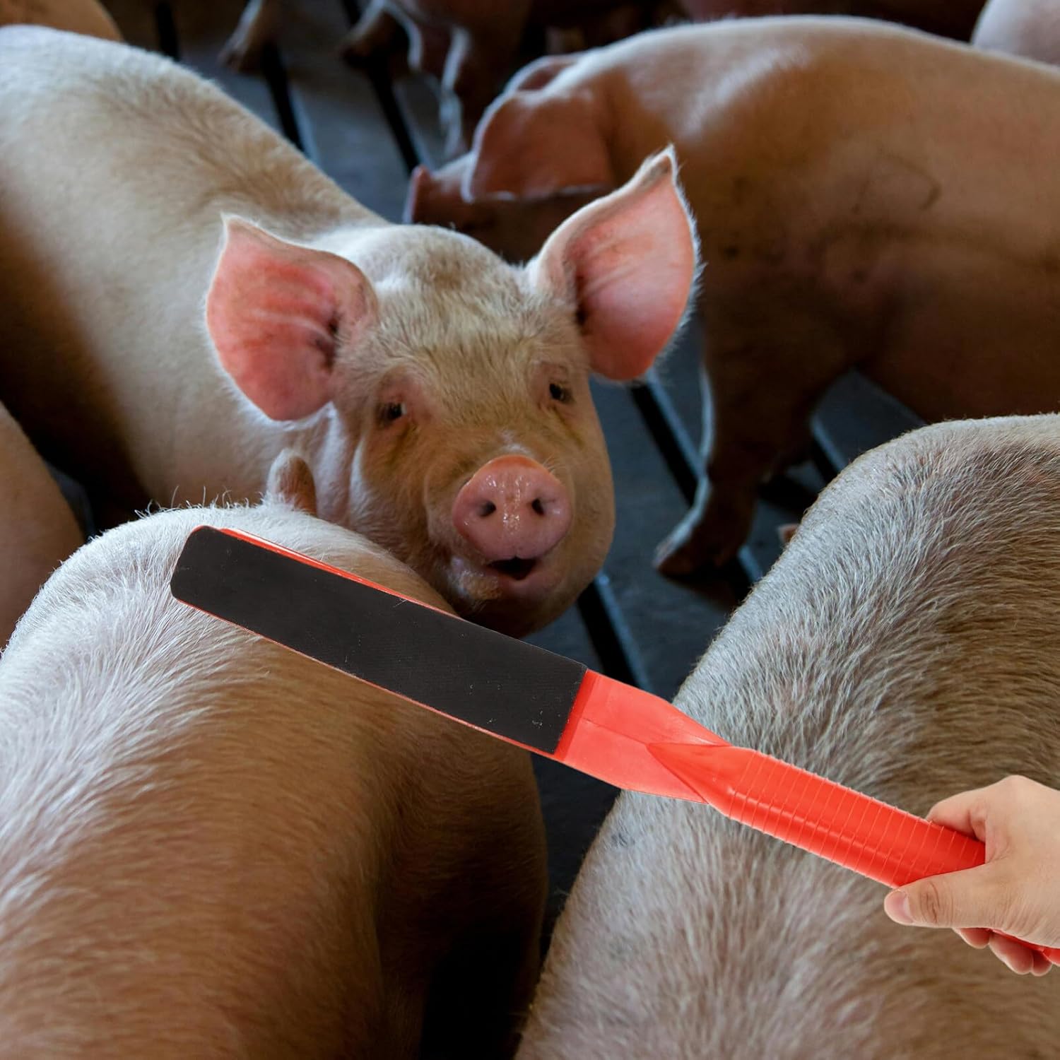 

Milisten Животноводческая трещотка-лопатка для сортировки сельскохозяйственных животных Ручной инструмент для подгона коровы для свиньи овцы козы коровы