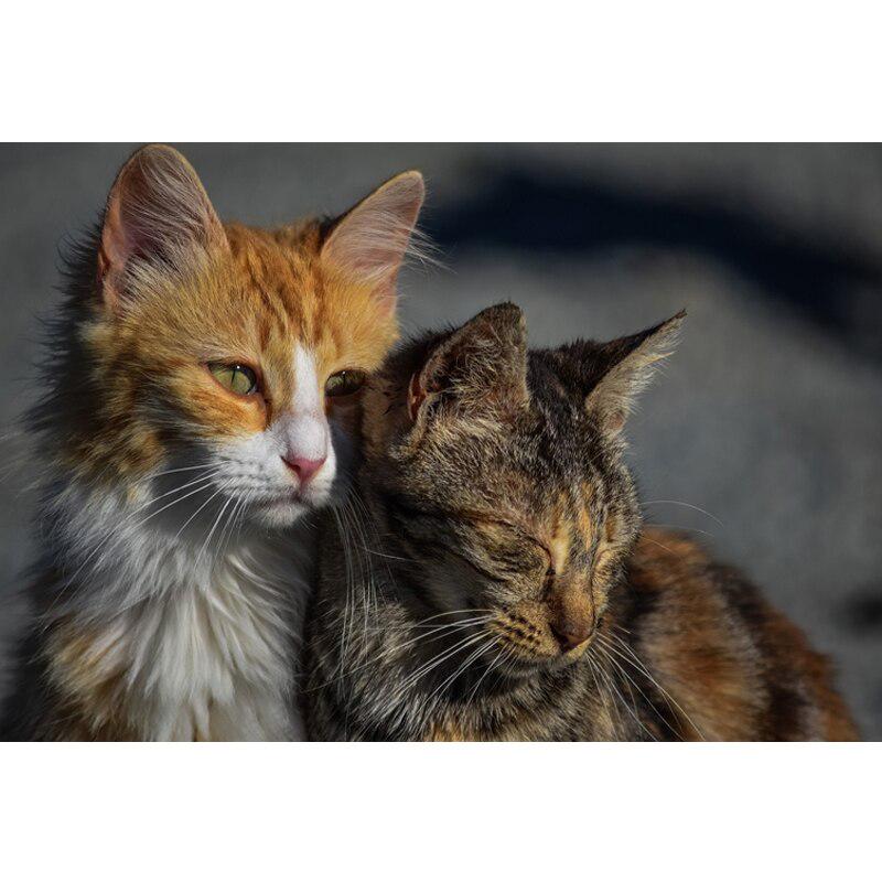 Diamond Painting Full Drill Cat Broderie Diamond Mosaic Animal Cross-Stitch