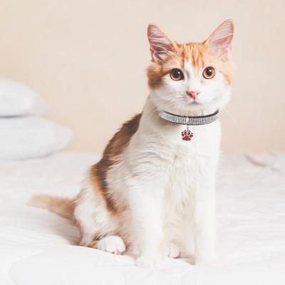 Bling Katzenhalsband Funkelnde Katzenhalsbänder Verstellbare Haustierhalsbänder Mit Pfotenabdruck-Anhänger Haustierzubehör Für Katzen Kätzchen Welpen Klein