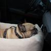 Large XL cord Creme dog car seat