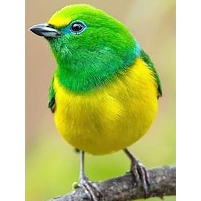 Noua pictură cu diamant 5D bricolaj, broderie cu diamante, animale, cu punct de cruce, meșteșuguri, decorațiuni pentru acasă, cadou manual