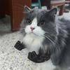 3D Printed Realistic Muscle Arm for Cat Creative Decoration Props Kitten Interactive Toy Halloween Costume Accessories Gift