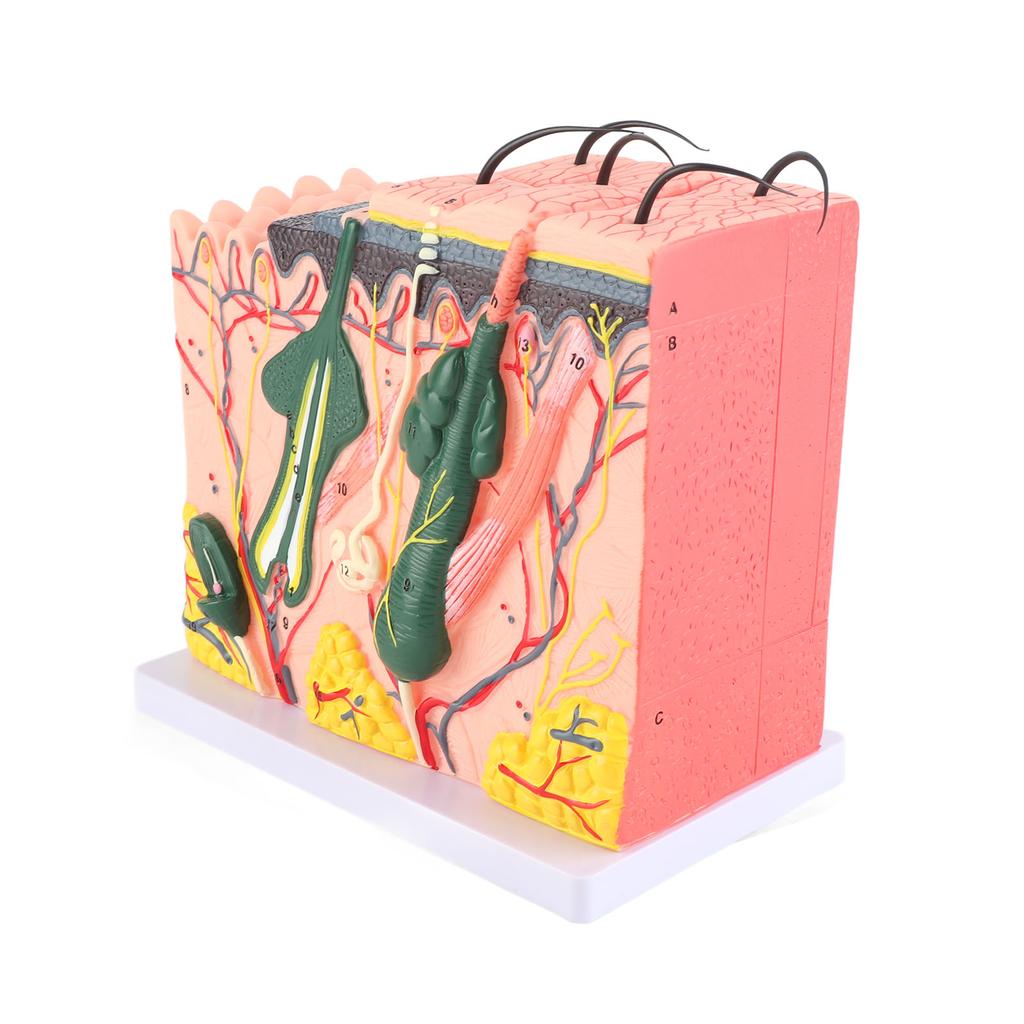50-fach dreidimensionales menschliches Hautmodell, Anatomie, Biologie, Lehrmittel, Laborbedarf