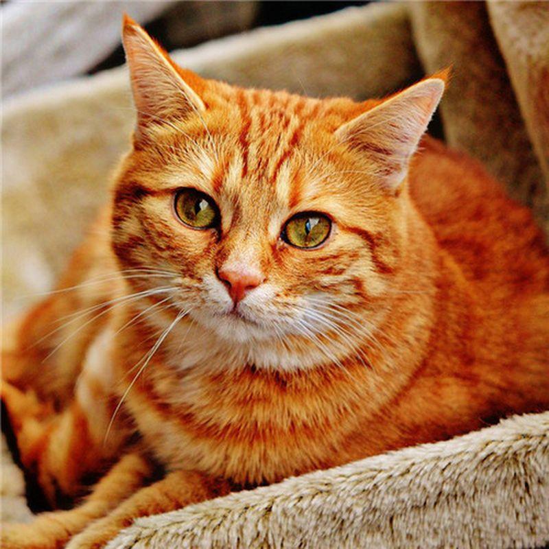 

5D DIY Алмазная картина, вышивка крестиком, полная дрель, Алмазная вышивка, полный комплект, Новое поступление, мозаика со стразами, домашний декор, набор для рукоделия Full Round 20x25CM