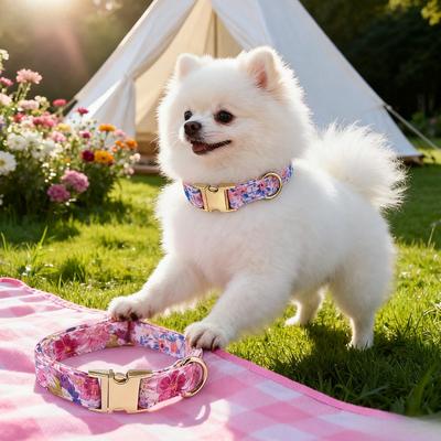 Köpek – Köpek Tasmaları ve Tasma Kayışları