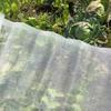 Garden Plant Anti-Bird Insect Protection Mesh Vegetable Flower Fruit Care Cover Net Greenhouse Protective Pest Control Mesh Net