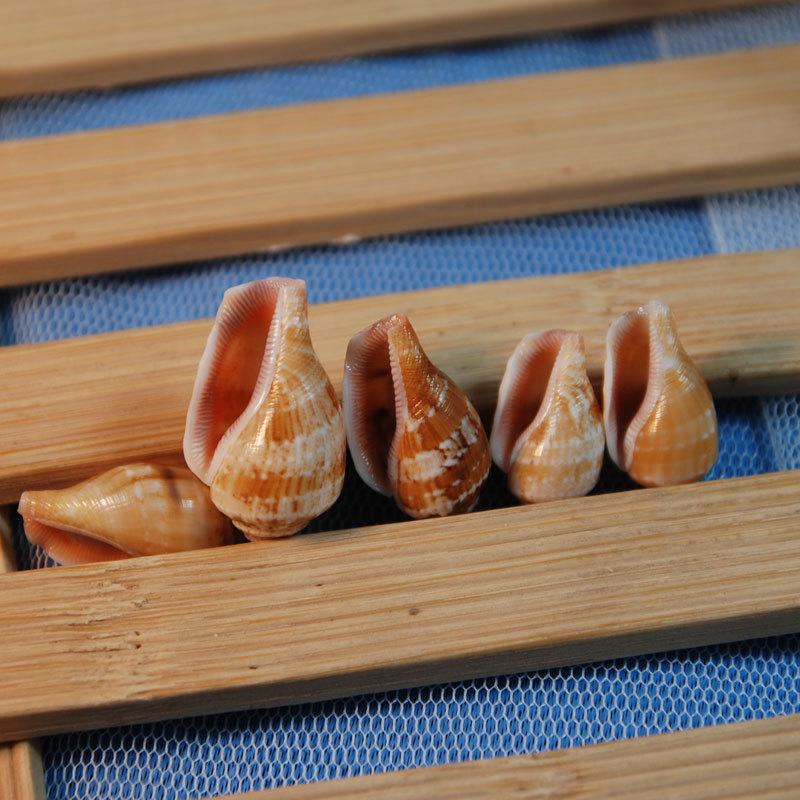 Phoenix Shell Vase: Natural Mini Conch Wishing Bottle for Aquarium Decor