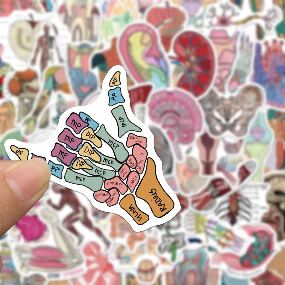 10/30/50pcs Anatomy and Physiology The Body Structure Stickers Skeleton Decals Notebook Laptop Luggage Decoration Sticker Pack