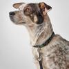 Hunter Berio Dog Leash Trapoli Black Basic XS-S