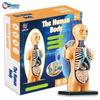 STEM Human Skeleton Model - Children's Educational Toy for Scientific Exploration