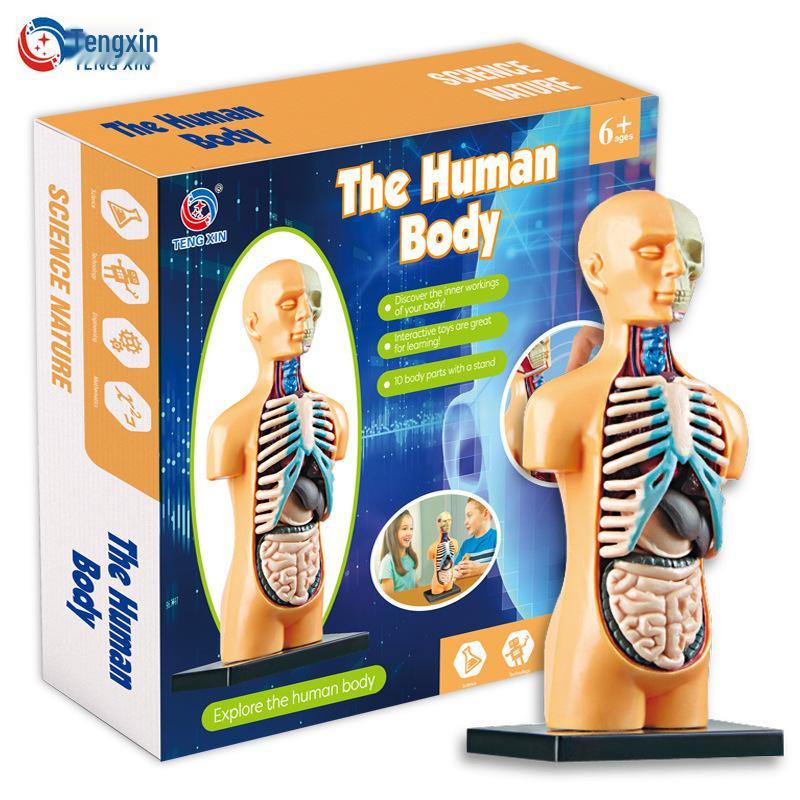STEM Human Skeleton Model - Children's Educational Toy for Scientific Exploration