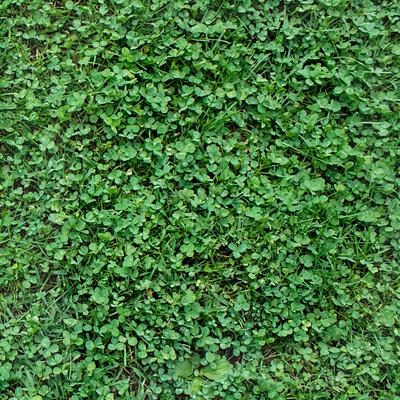 Clover MICRO CLOVER White Small-leafed Honey Plant Low Clover for the Lawn 500g