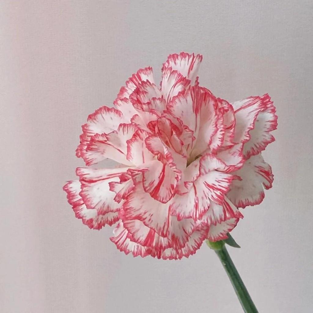 Carnation Fresh Cut Flowers for Teacher's Day, Women's Day, Family Arrangements, and Goddess Day Gifts.