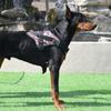 K9 Large Dog Training Harness Reflective Vest Harness Pet Traction Rope For Medium Large Dogs