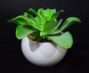 Artificial Succulent In a White Ceramic Pot