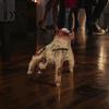 Accesorii de petrecere – Accesorii de Halloween