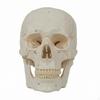 Human Structural Cranium Model Labeled LifeSize for Doctors, Teachers,