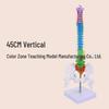 45CM Colorful Human Spine Model: Includes Vertebral Column, Pelvis, Femur, Coccyx, Lumbar, and Cervical Vertebrae for Chiropractic Use.