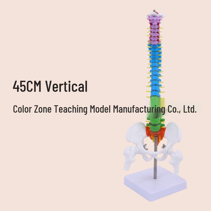 45CM Colorful Human Spine Model: Includes Vertebral Column, Pelvis, Femur, Coccyx, Lumbar, and Cervical Vertebrae for Chiropractic Use.