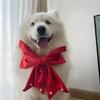 Christmas New Pet Dog Scarf for Small, Medium, and Large Dogs Samoyed Golden Retriever Cute Accessories Neck Scarf
