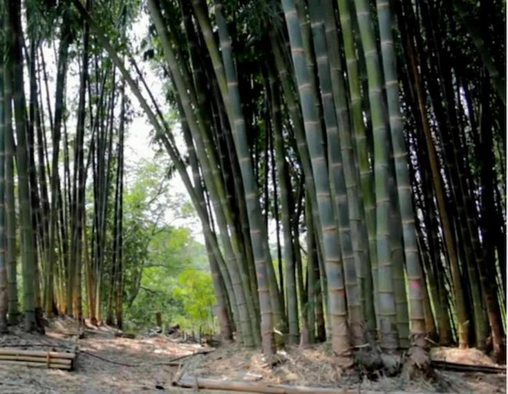 20 Semena BAMBUSU " DENDROCALAMUS STRICTUS-ČERSTVÁ SEMENA