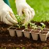 20-100PCS Biodegradable Paper Pulp Pots Eco-Friendly Seed Starter Cups Peat Pots for Gardening Seedlings Planting Transplanting