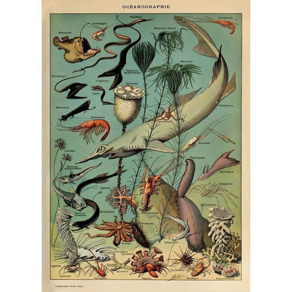 Arte Murale Classica Vintage Piante Fungo Fiore Medicinale Insetto Farfalla Verdura Zucca Carota Tela Poster ad Olio e Stampe