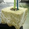 50 Pezzi Cubi da Piantagione in Lana di Roccia Cubi da Coltivazione in Fibra Minerale Spugne da Coltivazione Assorbenti Traspiranti per Piantine Idroponica Coltivazione Senza Suolo