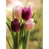 5D DIY Diamond Painting Full Round Drill Flower Cross Stitch Kit Mosaic Diamond Embroidery Rose Wall Art Home Decoration