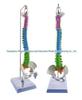 45CM Colorful Human Spine Model: Includes Vertebral Column, Pelvis, Femur, Coccyx, Lumbar, and Cervical Vertebrae for Chiropractic Use.