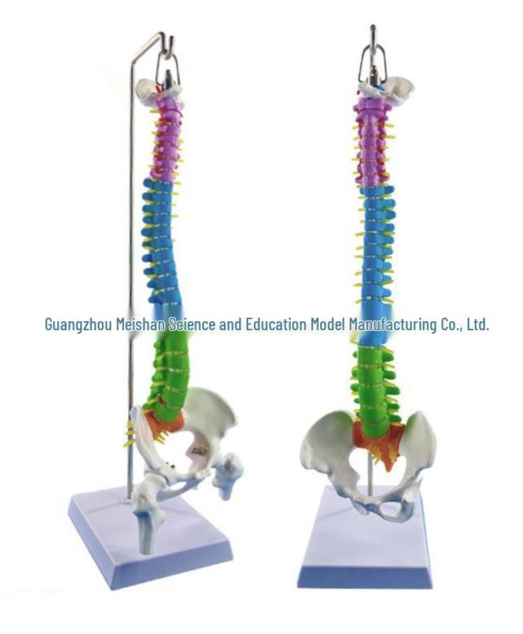 45CM Colorful Human Spine Model: Includes Vertebral Column, Pelvis, Femur, Coccyx, Lumbar, and Cervical Vertebrae for Chiropractic Use.