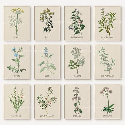 Pflanze Blume Studie Retro Poster Botanische Kräuter Druck Poster Vintage Leinwand Malerei Wand Kunst Bild für Wohnzimmer Wohnkultur