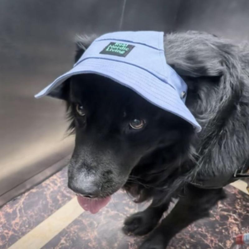 Companion Animal Shade Hat with Arched Bill Front and Pull Cord Wear for Bright Walks, Day Use, Park Days and Travel