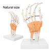 Hand Joint Skeleton Model Detachable Human Hand Teaching Model with Base