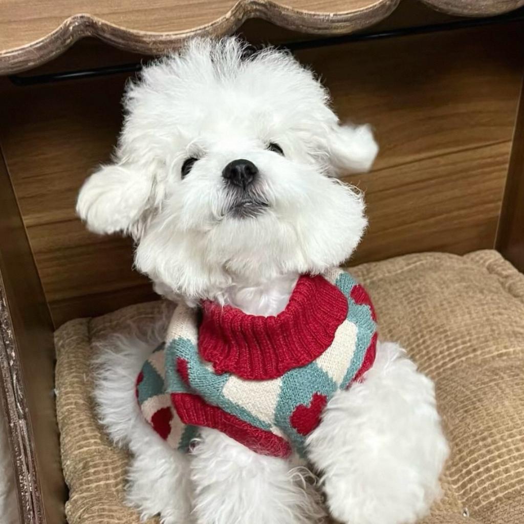 Dog Knitted Sweater Teddy Small Dog Cat Bigbear Pomeranian Schnauzer Yorkshire Pet Clothes Autumn/Winter