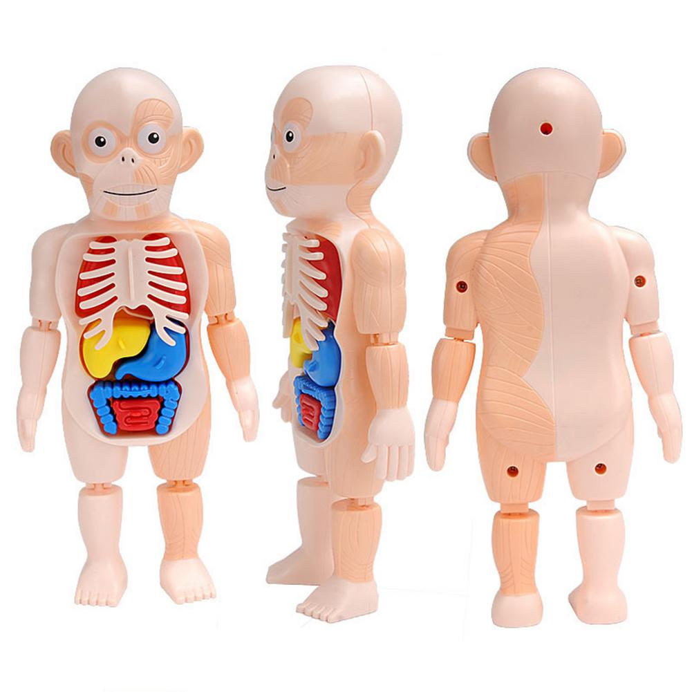 Model Anatomy Doll Human Torso Body Model Anatomy Anatomical Medical Internal Organs For Teaching DIY Assembly Educational Doll