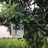 Mosquito Trap Outdoor, Hanging Insect Catcher for Yard Garden Patio, Non-Electric, Pest Control for Deck Camping Porch
